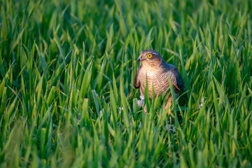 Female Sparrowhark with prey in grassland