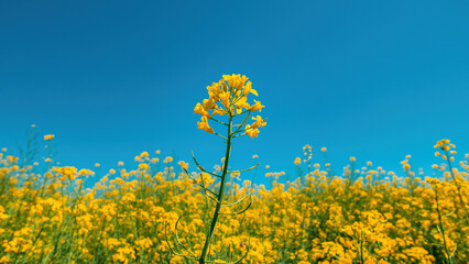 Obraz premium Rapeseed canola oilseed rape yellow flowers in cultivated field