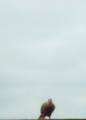 Turkish turtledove. Streptopelia decaocto. Backgrounds. 

