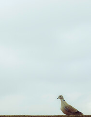 Turkish turtledove. Streptopelia decaocto. Backgrounds. 
