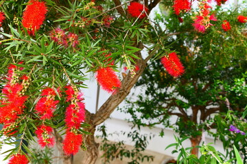 Callistemon citrinus