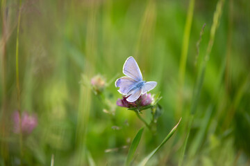butterfly on a flower