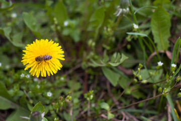 Green field with yellow dandelions. Close-up of yellow spring flowers on the ground