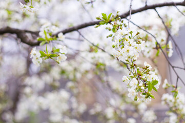 White cherry blossom, agriculture, buds, inflorescence buds
