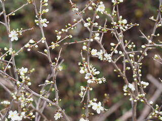 white flower bud constellation, lerida, spain, europe