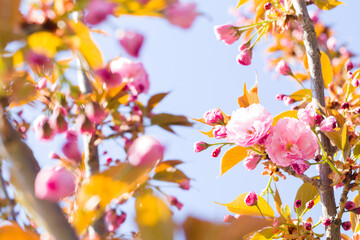 Blossoming Japanese sakura flowers, pink buds of Japanese cherry blossoms, Kyoto, Kiev
