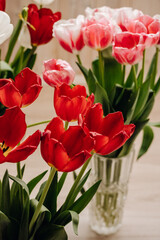 Bouquet with beautiful and fresh white, red and pink tulips on a light wooden background. Buds of white and pink tulips. Bouquets in a glass vase. One tulip bud close up