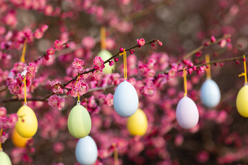 Stylish background with colorful easter eggs hanging on blooming plum tree branches outdoor in park or garden