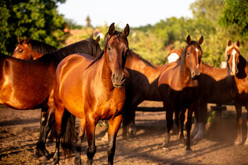 Fototapeta premium horses gazing in a ranch