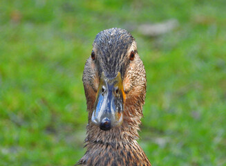 Ente, Gans