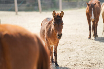 rescued mule in the paddock