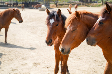 rescued ponies in the paddock - obrazy, fototapety, plakaty