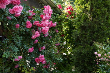Fototapeta na wymiar pink roses in the garden in front of the house yard 
