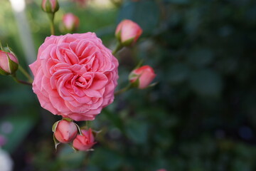 pink roses in the garden in front of the house yard 