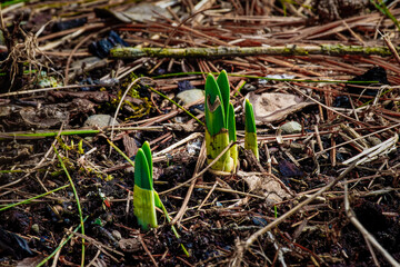 Daffodils breaking through the ground to start another season's growth.  Spring brings new growth to the Daffodils in our garden in Upstate NY.