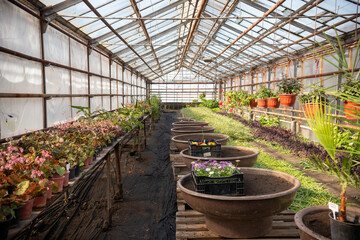 Fototapeta na wymiar Green seedlings in a greenhouse.