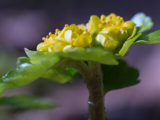 Chrysosplenium alternifolium
