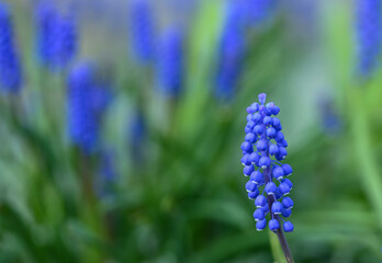 Beautiful close-up of a muscari