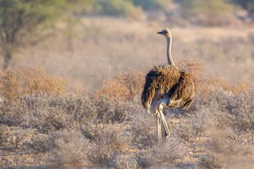Fotobehang Common ostrich (Struthio camelus), large bird female in Kalahari desert , Namibia  © Tom