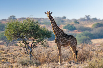 Naklejka na ściany i meble Southern Giraffe (Giraffa camelopardalis angolensis) with acacia tree in the Kalahari desert, Namibia 