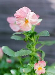 Fototapeta premium Antique Shades Pansy