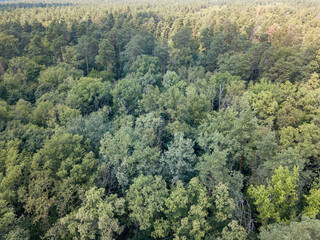 Deciduous forest in summer. Aerial drone view.