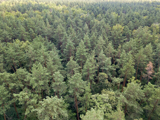 Deciduous forest in summer. Aerial drone view.