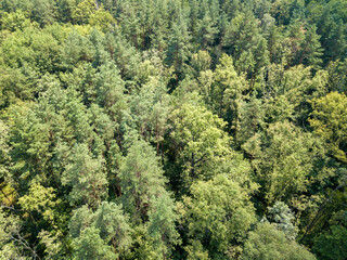 Deciduous forest in summer. Aerial drone view.
