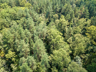 Obraz premium Deciduous forest in summer. Aerial drone view.