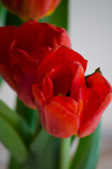 Tulip close-up