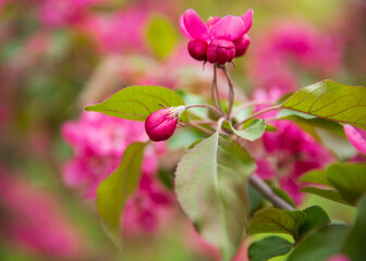 Apple tree pink flower, blooming, spring