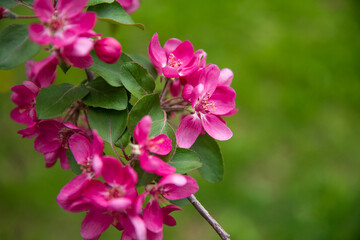 Fototapeta na wymiar Apple tree pink flower, blooming, spring