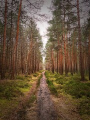 Fototapeta premium path in the woods