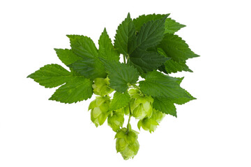 hop cones isolated