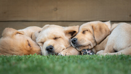 Three Labrador puppies asleep in the garden