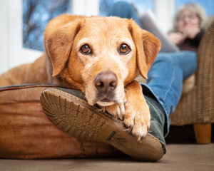 Labrador resting head on owner's foot