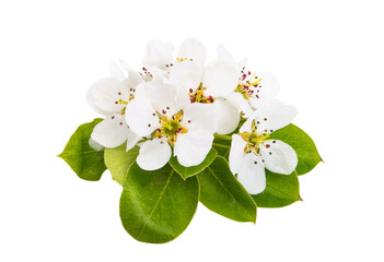 pear flower isolated