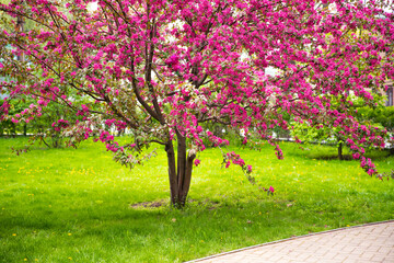 Fototapeta na wymiar Blooming apple tree, spring in the park