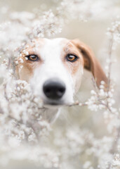 Lurcher looking through Blackthorn blossom 
