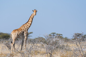 Southern Giraffe (Giraffa camelopardalis angolensis) in the bush, Etosha national park, Namibia
