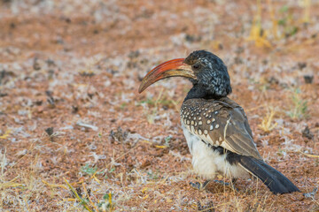Monteiro's hornbill, Tockus monteiri, namibian endemic species, bird with big bill in the nature habitat, Damaraland, Mount Erongo, Namibia
