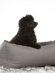 Poodle puppy dog with white background. Puppy dog isolated on white, image taken in a studio.