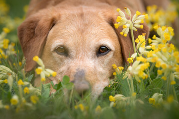 Fox red Labrador resting head in cowslips 