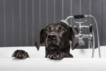 Black Labrador sitting in the bath with its feet on the edge of the tub