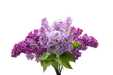 lilac bouquet isolated