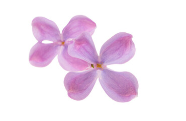 Fototapeta na wymiar lilac flowers isolated