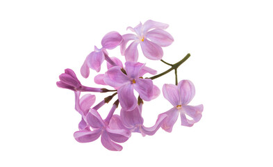 lilac flowers isolated