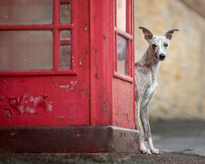 Whippet by red phonbox