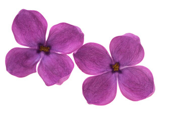 lilac flowers isolated