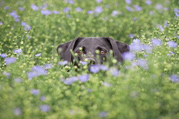 Black Labrador hiding in a field of flowers